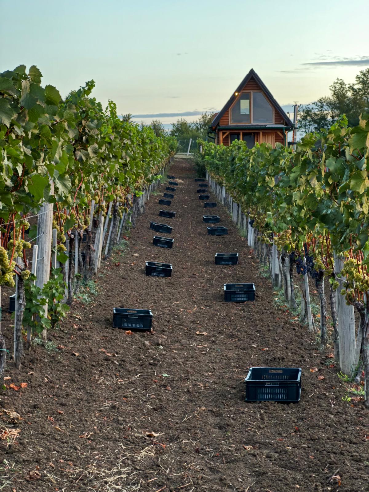 Harvest at Vinarija Džipković