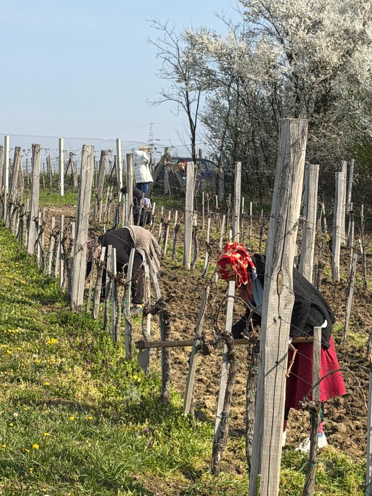 The team working in the vineyard